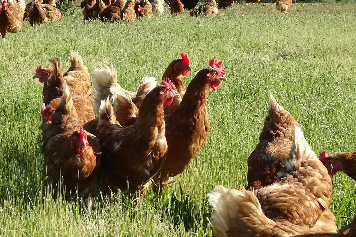 gaec-du-pontot gaec-du-pontot